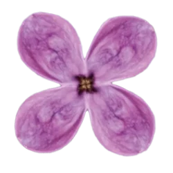 Flieder_einzeln_gerade